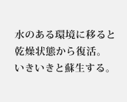 水のある環境に移ると乾燥状態から復活。いきいきと蘇生する。